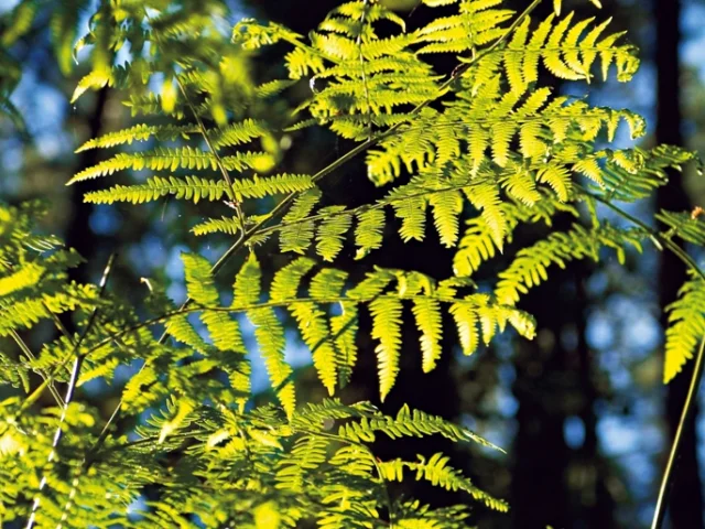 plantes sous bois des Landes