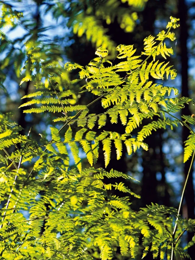 plantes sous bois des Landes