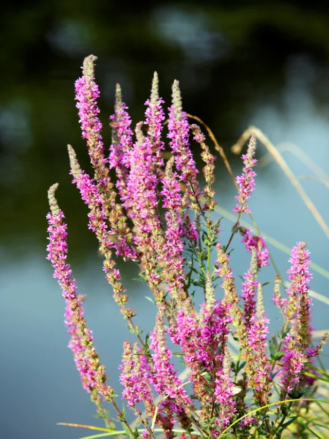 Plante bord de rivière