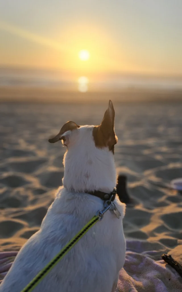 Les chiens sur la plage