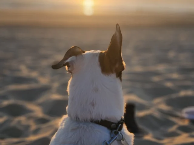 Hunde am Strand