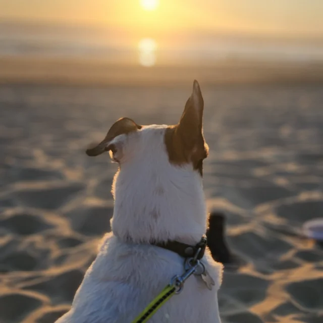 Les chiens sur la plage