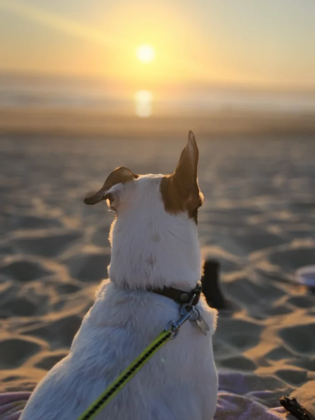 Les chiens sur la plage