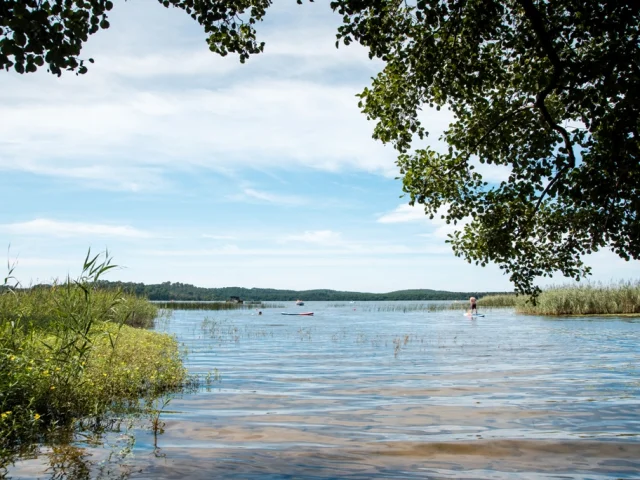 lac d'Aureilhan - nature - vegetation