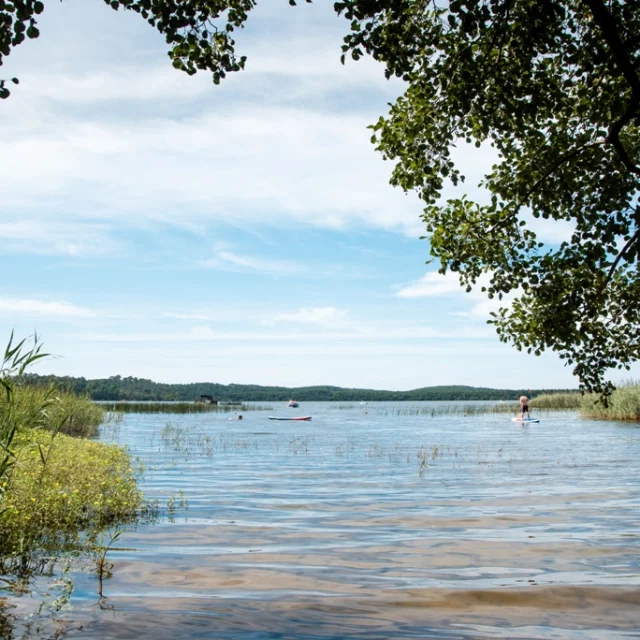 lac d'Aureilhan - nature - vegetation