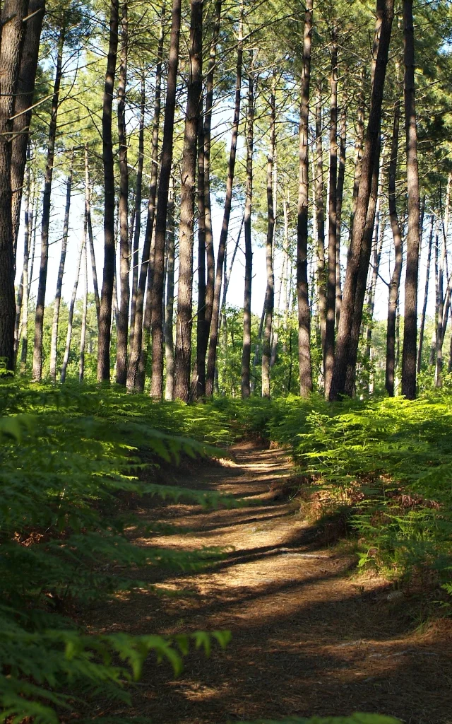 Foret à Mimizan