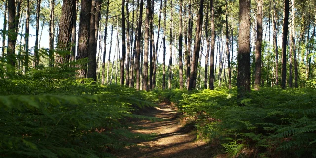 Bosque en Mimizan