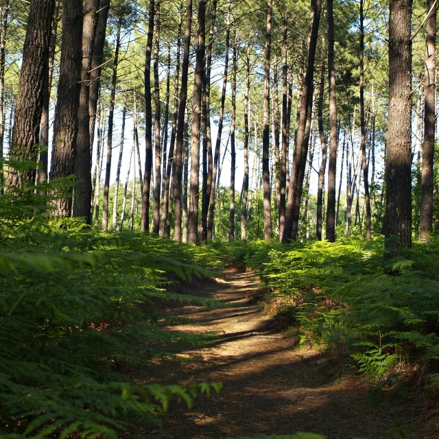 Bosque en Mimizan