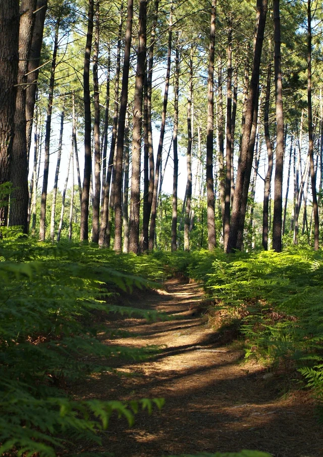 Forest in Mimizan