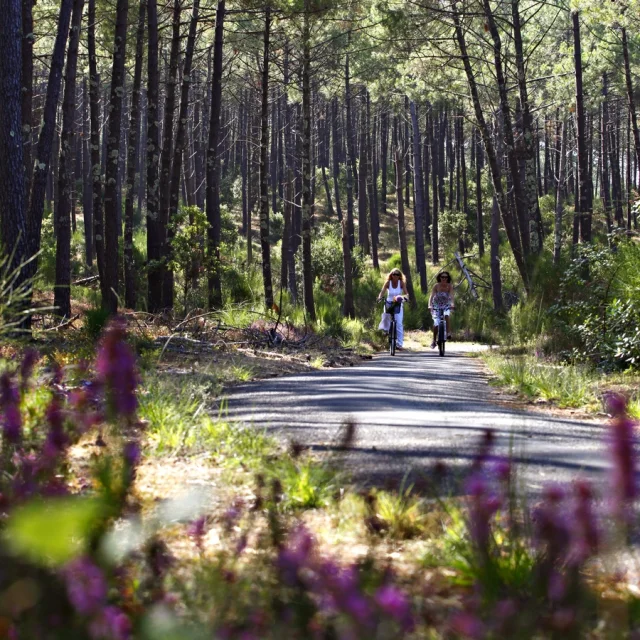 piste cyclable en forêt à Mimizan