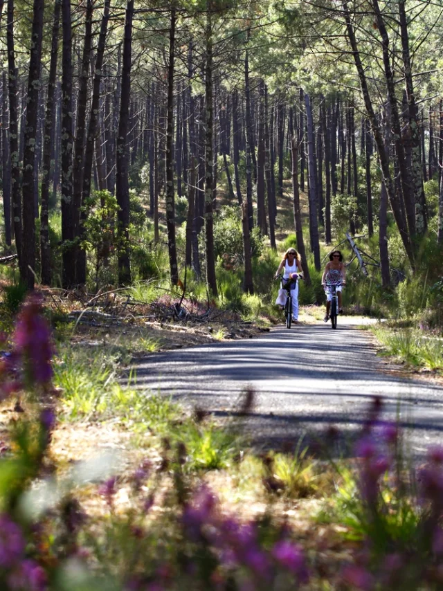 piste cyclable en forêt à Mimizan