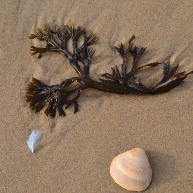 Playa de Mimizan