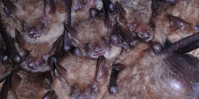 Chauve souris