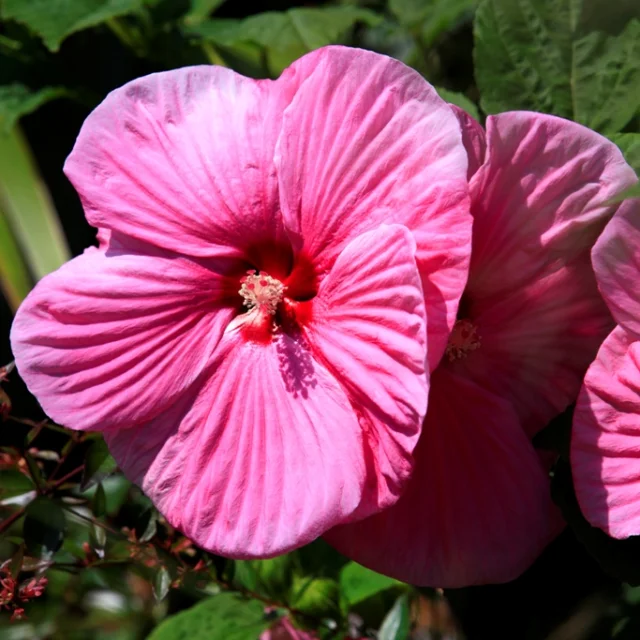 Marsh hibiscus - Mimizan flower walk