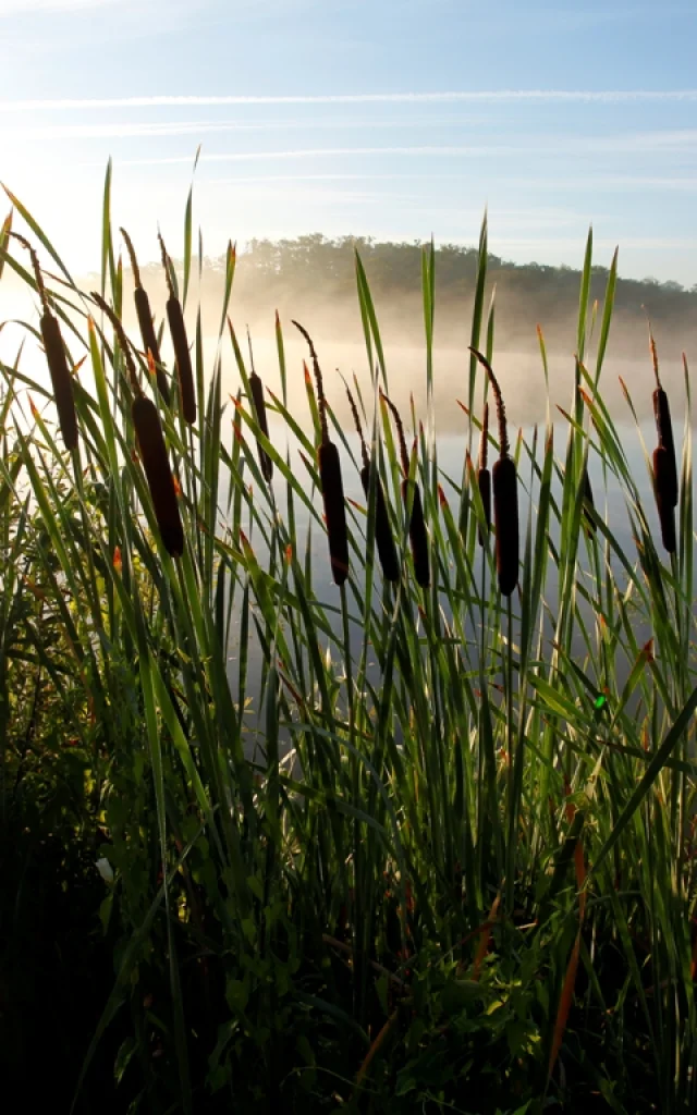 Lago Aureilhan Mimizan roseau