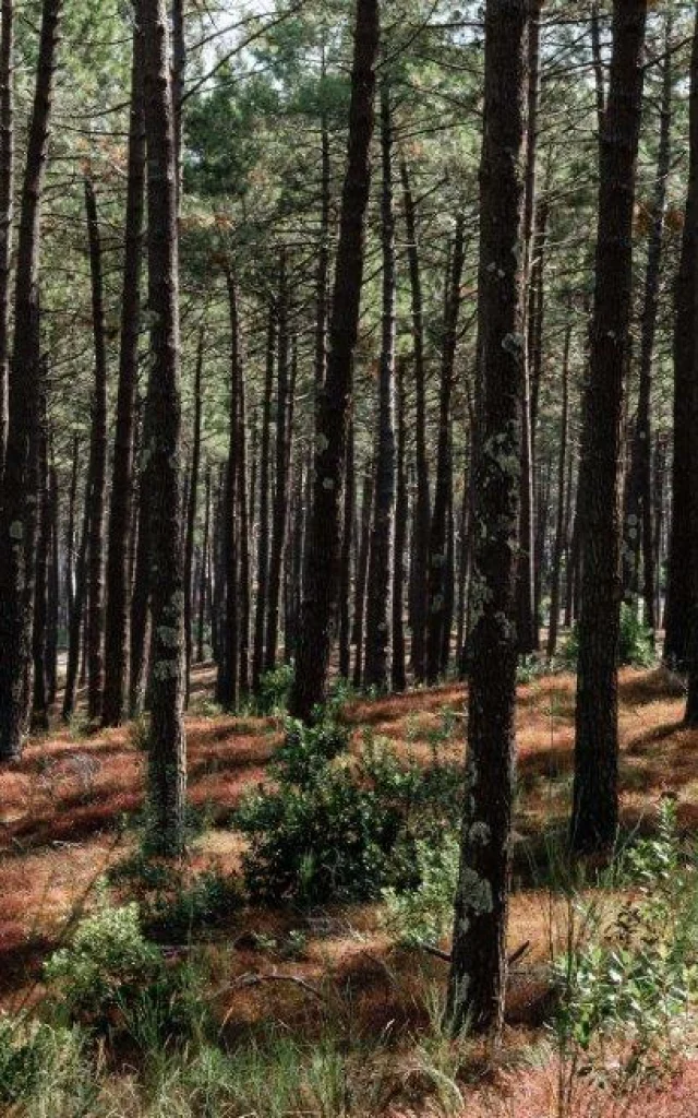 Pine forest at Mimizan