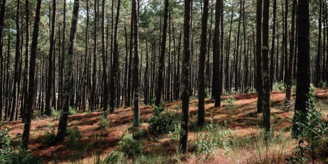 Bosque de pinos en Mimizan