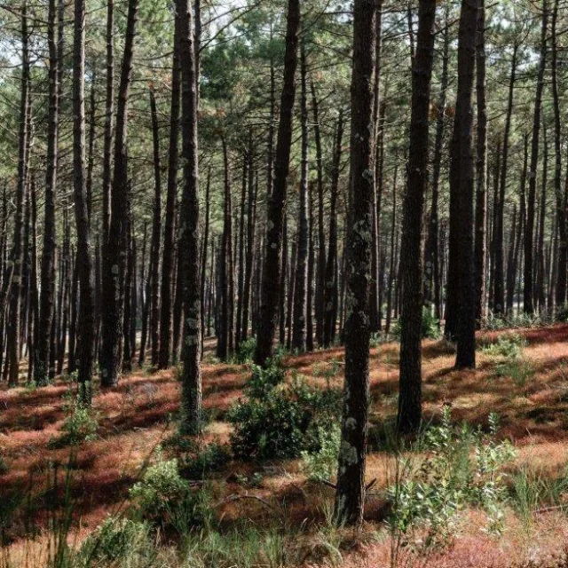 Bosque de pinos en Mimizan