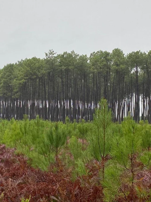 Gestion de la forêt