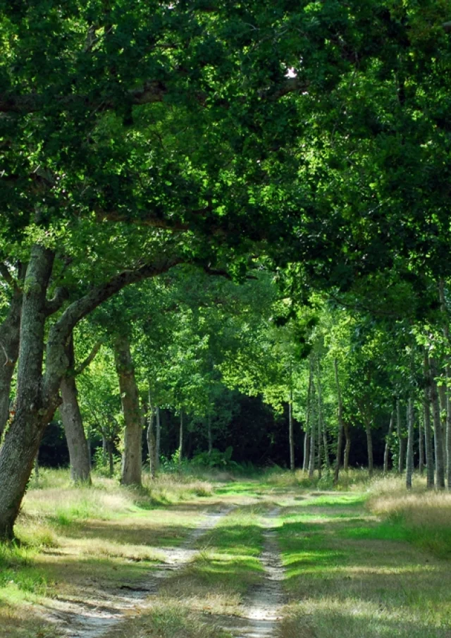 Sentier du tour du lac - sous bois à Aureilhan