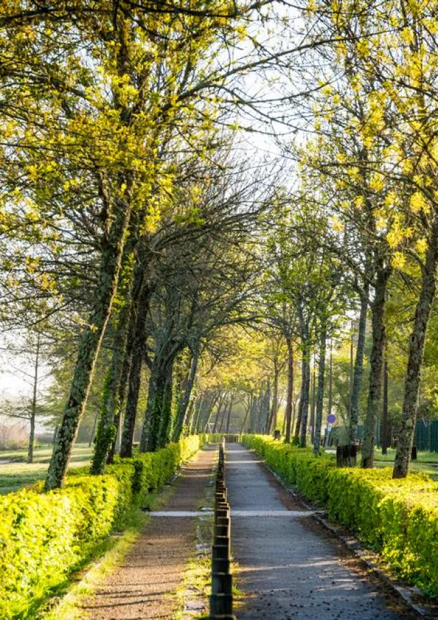 Sentier du tour du lac - rivage d'Aureilhan