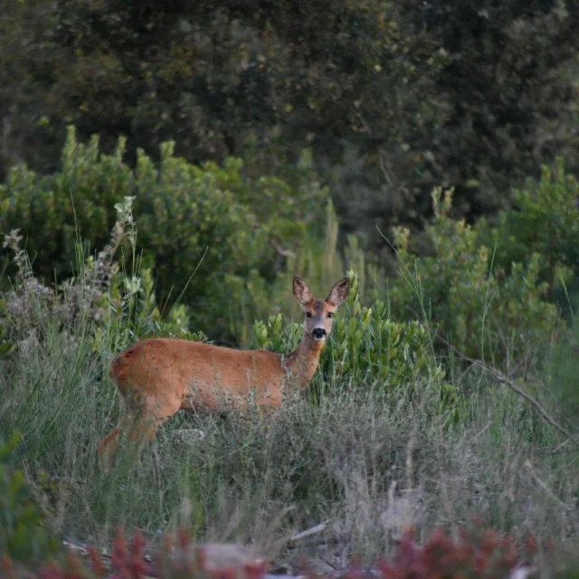 Corzo En El Bosque Saint Paul en Born