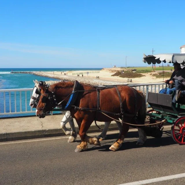 Visitar Mimizan en coche de caballos