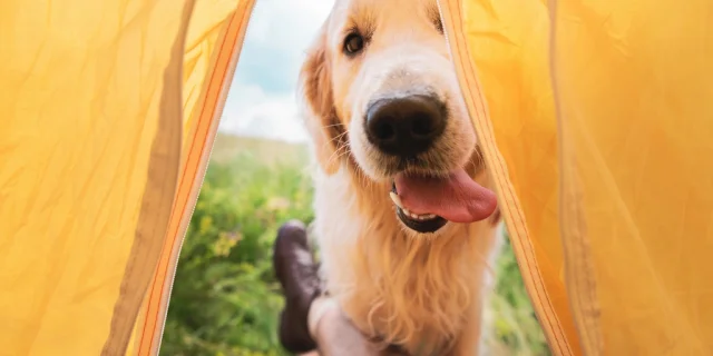 camping, das hunde akzeptiert