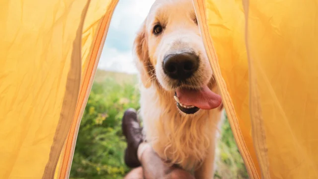 camping acceptant les chiens