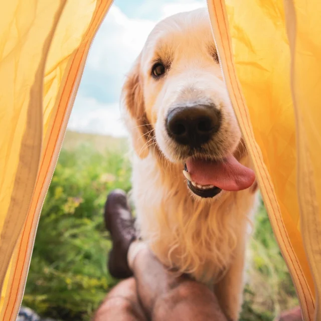 camping acceptant les chiens