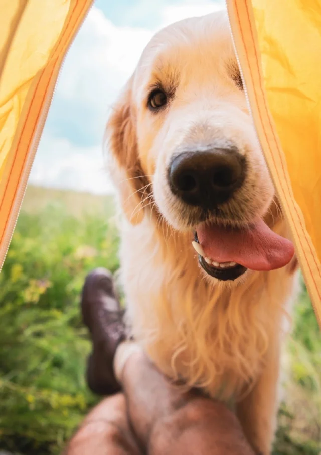 dog-friendly campsite