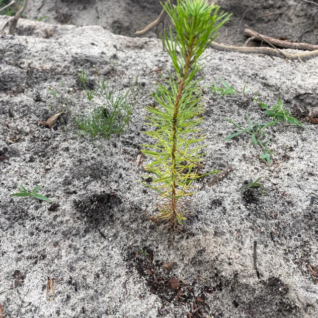 Planta de pino marítimo Mimizan