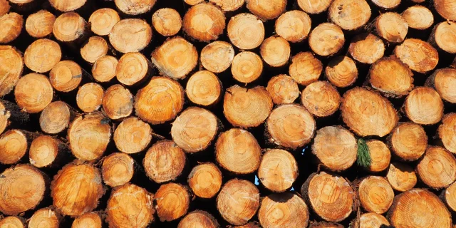 Pile of logs