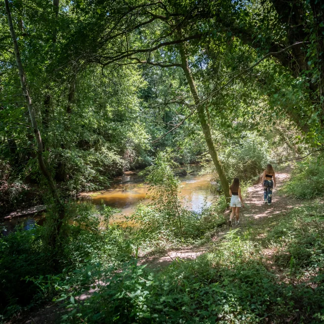 Mézos - sentier du courlis - ripisylve