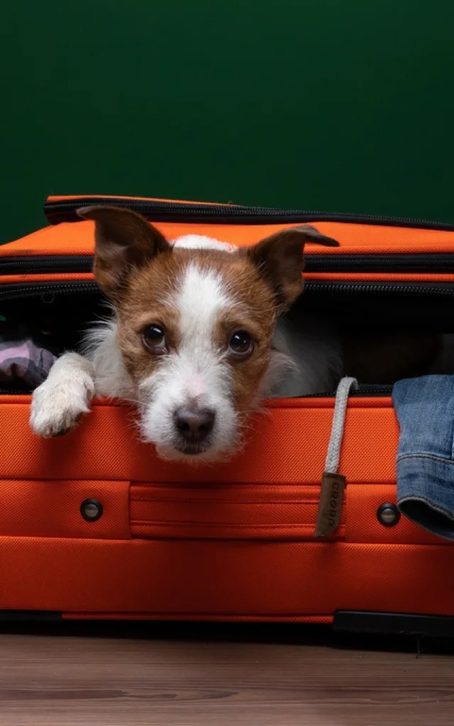 hébergements avec chiens