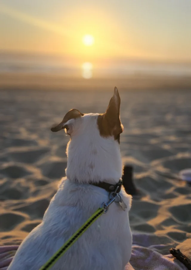 Perros en la playa