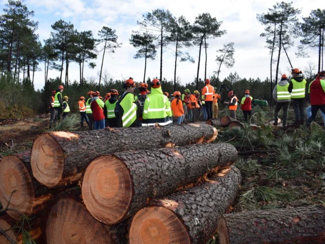 Etudiants En Foret Pontenx les Forges avec Billes De Bois