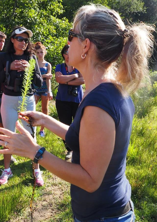 visites guidées en forêt landaise à Mézos