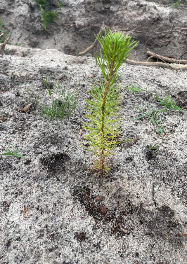 Planta de pino marítimo Mimizan