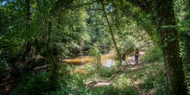 Mézos - curlew trail - riparian forest